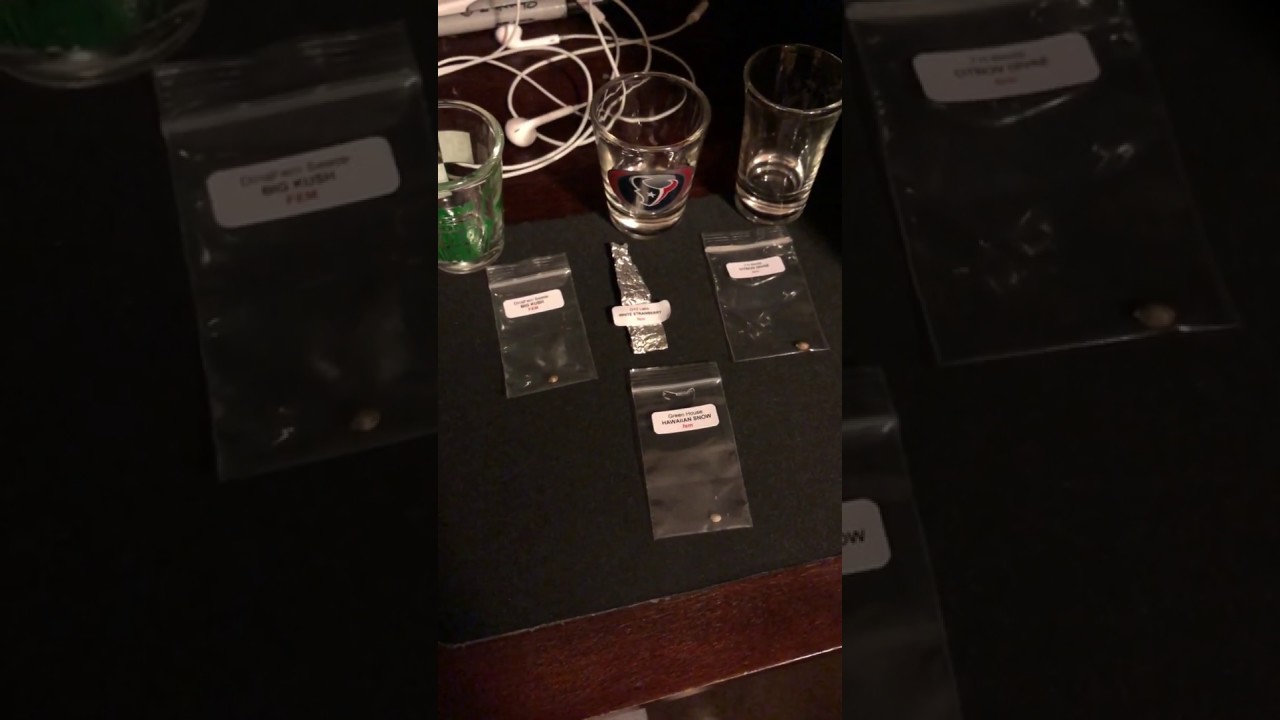 Outdoor Cannabis Grow 2020 Beginning the Season!