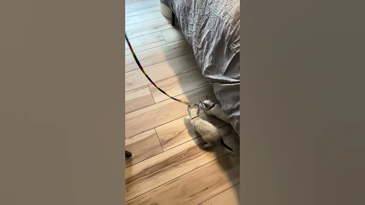 Watch the video about Video of adoptable pet named Big Red