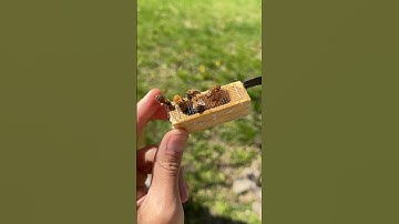 Introducing a new queen bee! #beekeeping #beekeeper #bees #beehive #flowhive #honey #queen #queenbee