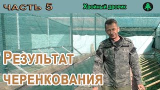 Результат летнего черенкования туи,черенкование хвойных часть 5,питомник 