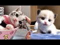 Baby Cats - Cute and Funny Cat Videos Compilation - Aww Animals