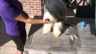 Grooming my bearded collie (Part 2: Naessa)