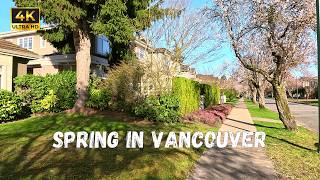 Full Cherry Blossom Walk in Vancouver, Canada 🇨🇦 | West 22nd Avenue | Spring Neighbourhood Walk 4K Update