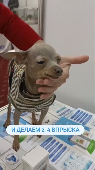 Стоматологический спрей форвет - YouTube