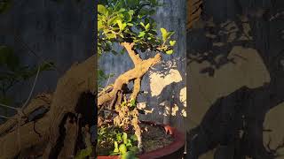 Gl cây Kim tiền ( 490k ). Zalo 0388768693 #bonsai #bonsaitree #caycanh #caycanhmini