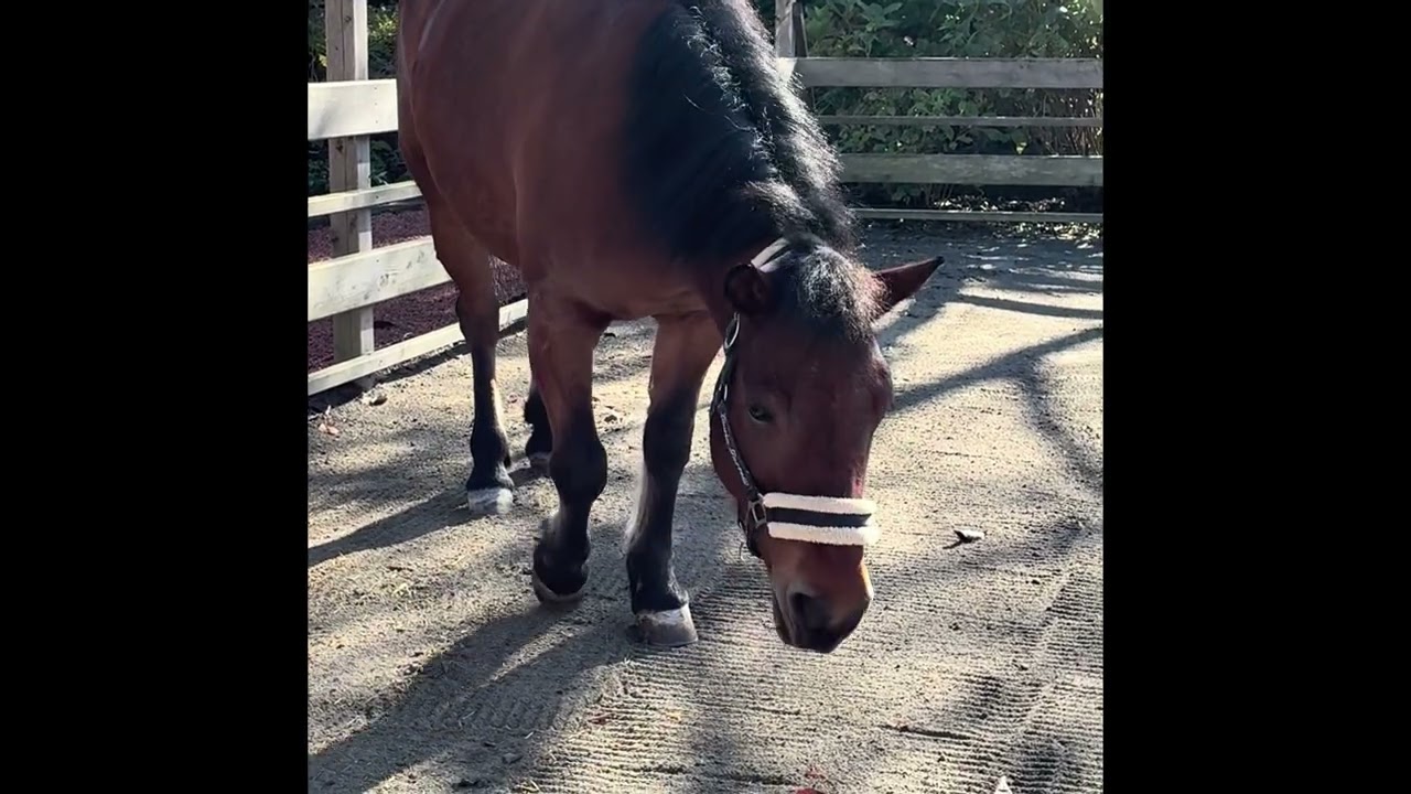 時之栖の朝〜🐎