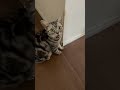 【ルーティン】壁をすりすりするのだけは止められない猫のクレアさん #Shorts