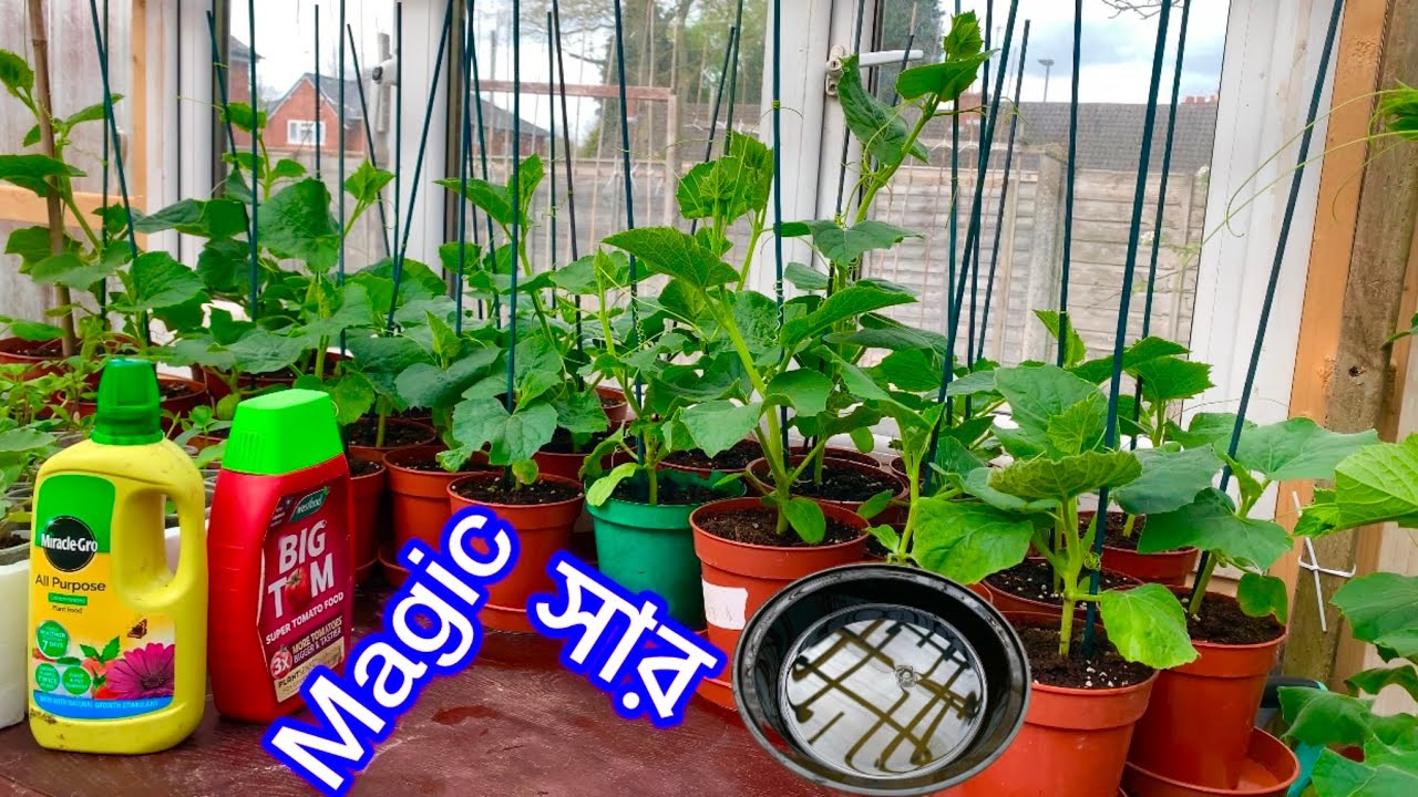 গ্রিনহাউসের বিতরে ছুট গাচ কে কোন কাবার দিলে আপনার গাছ অনেক বেশি হেলথি আর শতেজ হবে SHOKHER BAGAN 2025