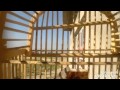 تغريد بلبل تكي حلو