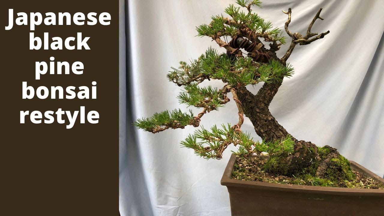 Japanese black pine bonsai restyle - step by step DIY to styling black pine bonsai
