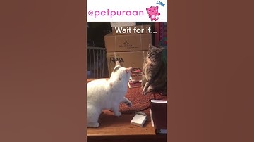 CAT FIGHT WAIT FOR IT #catfights