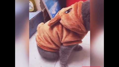 Tik Tok Chó Mèo |  Ido Dúi