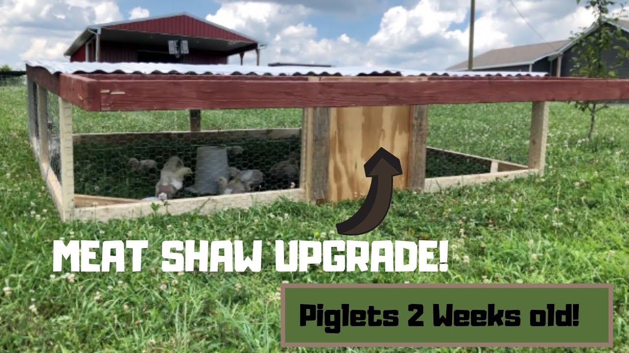 Meat Shaw upgrade! Kune Kune piglets are 2 weeks!