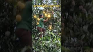 Hapus Mango
