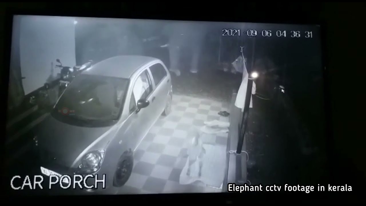 Elephant cctv footage in kerala