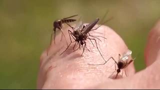Illnesses From Ticks, Mosquitoes, Flea Bites Have Tripled In Recent Years