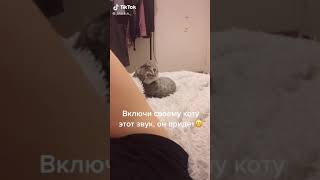 Включи своему коту этот звук, он придёт😸😹