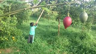 Neo Jp Sitepu Panen Buah Jambu Batu Terong Belanda Daun Singkong - Daun Ubi