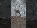 Deer at lake