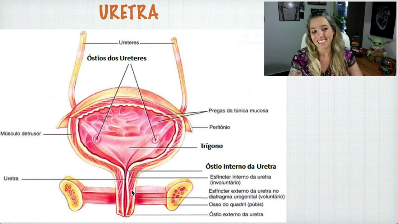 Anatomia Da Bexiga Urinaria Feminina URETRA Masculina E Feminina