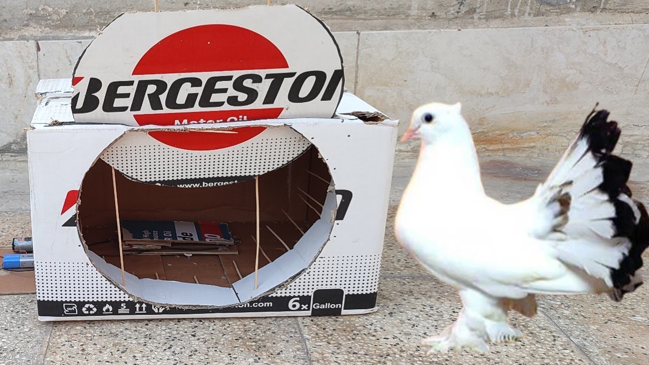 Making a beautiful bird trap: using armature and cardboard(part 2 ...
