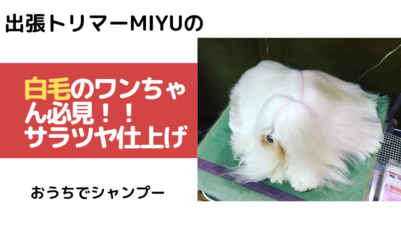 犬の黒い爪切りの仕方 方法 自宅で自分で出来るトリマーmiyuが教えるセルフトリミング Youtube