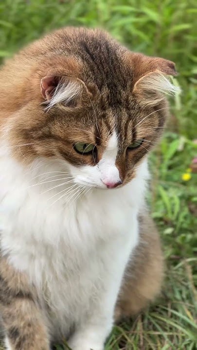 Сибирский кот охотится. - YouTube