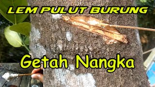 Membuat Lem  Pulut Burung dari Getah Nangka | Lem Pulut Tidak Berbau Sangat Merekat Kuat