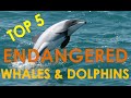 Top 5 Endangered Marine Mammals 2016