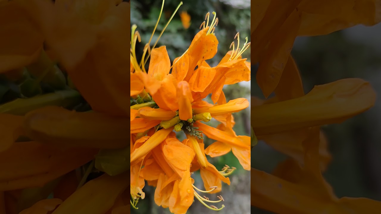 Tecoma capensis, Bignoniaceae, Indoor plant