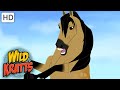 Wild Kratts |Powerful Wild Horses|Wildlife