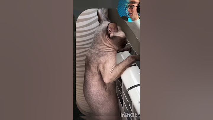 Вирусные видео