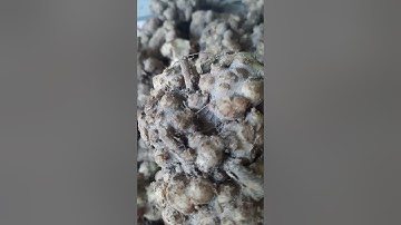 sâm cóc trị u tuyến giáp.bứu cổ.lh zalo 0358804808