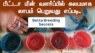 பீட்டா மீன் வளர்ப்பில் லாபம் பெறுவது எப்படி | Betta breeding for commercial purpose