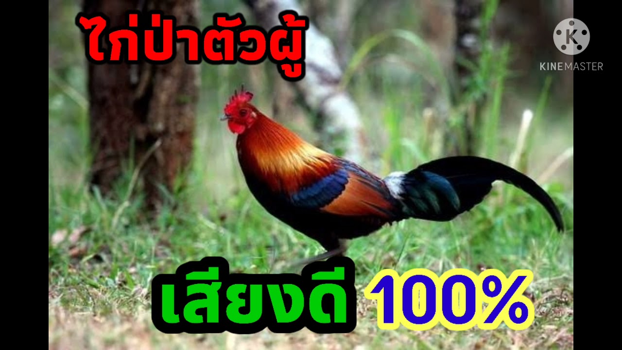 เสียงไก่ป่าตัวผู้ เสียงดี100% ไก่เข้ามาหาไวมาก