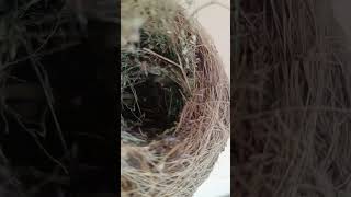 Sparrow nest in Balcony  #birds #nest #chickfeeding #babybird
