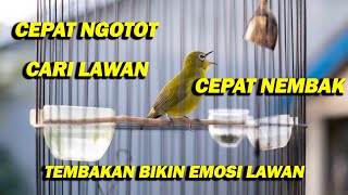 PANCINGAN PLECI NEMBAK BIKIN LAWAN NGOTOT DAN BUKPAR