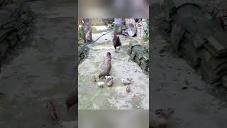 Small Farm Survival 😱 30 Days Chicken Life!