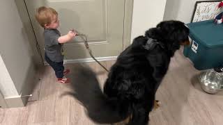 Baby Takes Bernese Mountain Dog On A Walk by Benny Berner  31,091 views 1 year ago 2 minutes, 59 seconds
