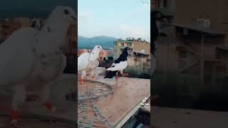 Dağlarda Gezen Kartalım