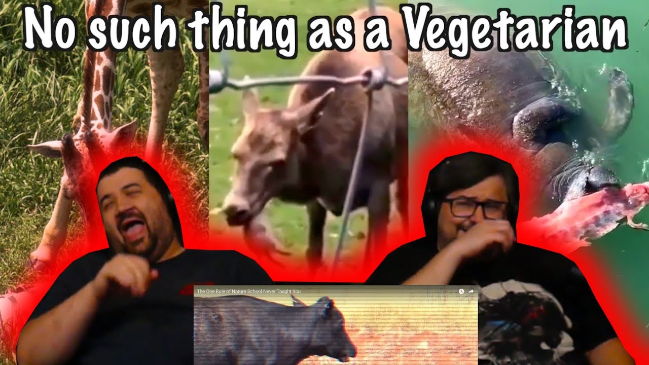 The One Rule of Nature School Never Taught You - @Casual Geographic | RENEGADES REACT