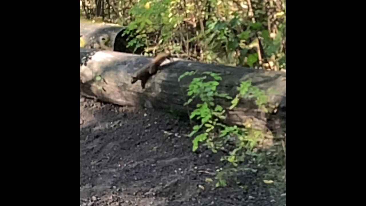 Yeahhh Dog - Official Music Video - YouTube