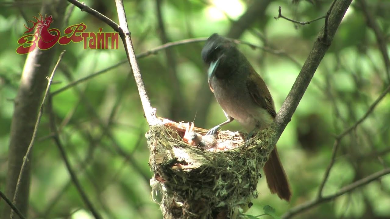 Райская мухоловка Paradise Flycatcher  (HD)