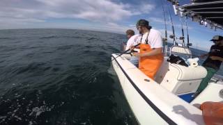 Freelining For Grouper In 70 Feet Of Water. Raw Footage.