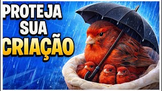 A REPRODUÇÃO dos CANÁRIOS está uma b0st4!!!