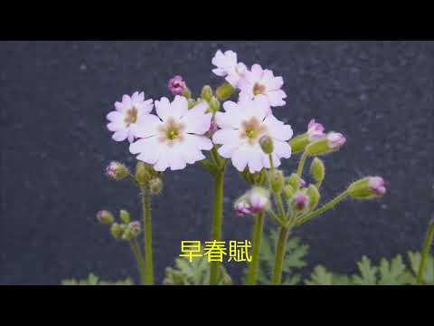 早春賦~(童謡唱歌) ピアノソロ(ベヒシュタインGP)