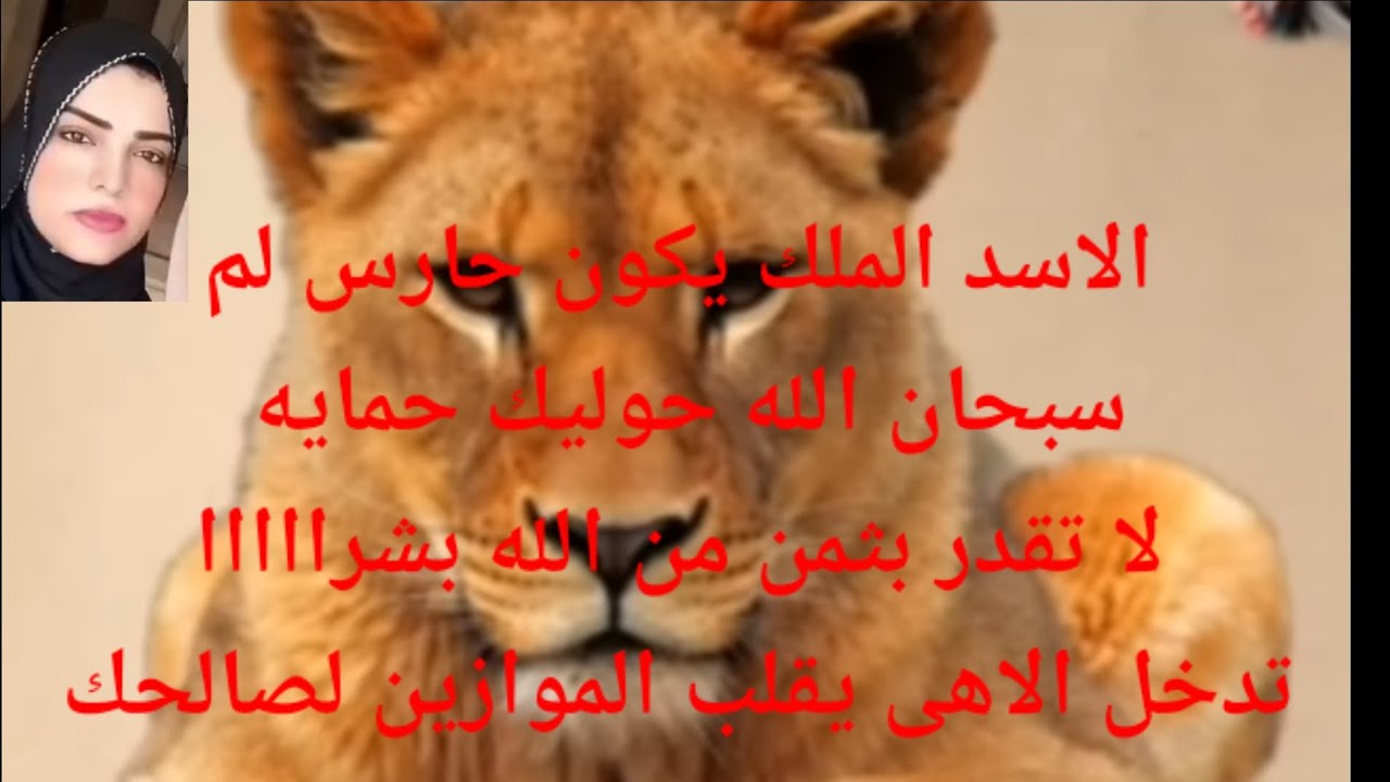 الاسد الملك يكون حارس لك سبحان الله حوليك حمايه من الله بشرااااا تدخل الاهى يقلب الموازين لاجلك لصال