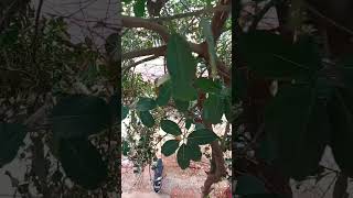 பலமரம் 🌱#napabna#gardening#vivasayi#nature#vivasayam#palamaram