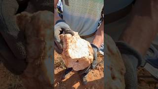 A giant quartz specimen with gold found by Dan Hurd.