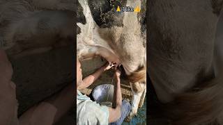 mehnat karo#cow#farming #trending #shortvideo #animals #dairyfarm #buffalocheck